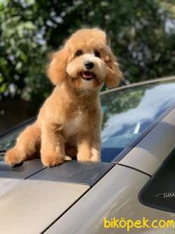 TÜM AŞILARI TAMAMLANMIŞ MALTİPOO YAVRUMUZ 3