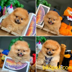 TeddyBear Yüz Yapısına Sahip PomeranianBoo 2