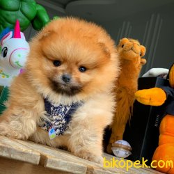 TeddyBear Yüz Yapısına Sahip PomeranianBoo 1