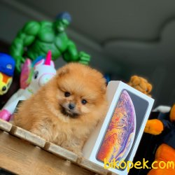 TeddyBear Yüz Yapısına Sahip PomeranianBoo 3