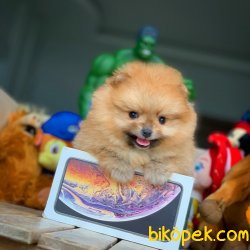 TeddyBear Yüz Yapısına Sahip PomeranianBoo 4