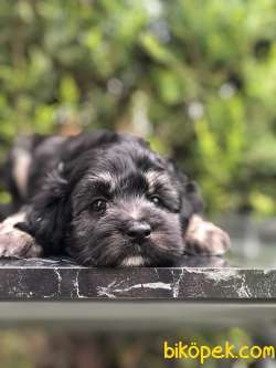 Türkiye'de Tek Dizayn Irk Yorkiepoo 4