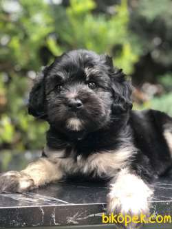 Türkiye'de Tek Dizayn Irk Yorkiepoo 2