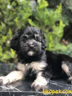 Türkiye'de Tek Dizayn Irk Yorkiepoo 3