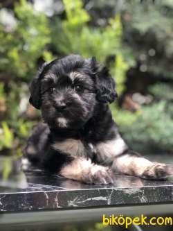 Türkiye'de Tek Dizayn Irk Yorkiepoo 1