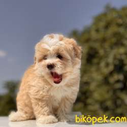 TÜRKİYE DE TEK DOODLE YAVRUMUZ 4