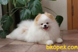 Türkiye’de Tek Güzellikte Boo 2