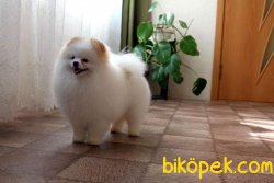 Türkiye’de Tek Güzellikte Boo 3
