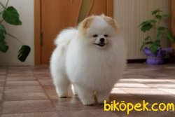 Türkiye’de Tek Güzellikte Boo 5