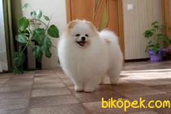 Türkiye’de Tek Güzellikte Boo 4