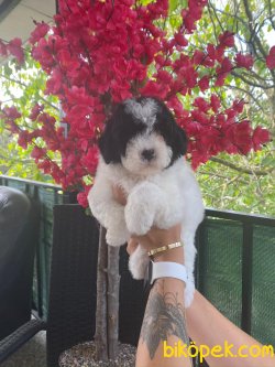 Türkiye De Tek Özel Renk Poodle Yavrularımız 3