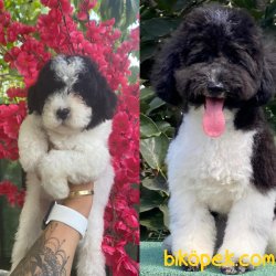 Türkiye De Tek Özel Renk Poodle Yavrularımız 1