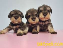 TÜRKİYE DE TEK RESMİ ÜRETİCİSİNDEN MİNYATÜR SCHNAUZER YAVRULAR 2