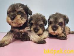 TÜRKİYE DE TEK RESMİ ÜRETİCİSİNDEN MİNYATÜR SCHNAUZER YAVRULAR 1