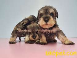 TÜRKİYE DE TEK RESMİ ÜRETİCİSİNDEN MİNYATÜR SCHNAUZER YAVRULAR 3