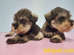 TÜRKİYE DE TEK RESMİ ÜRETİCİSİNDEN MİNYATÜR SCHNAUZER YAVRULAR 5
