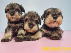 TÜRKİYE DE TEK RESMİ ÜRETİCİSİNDEN MİNYATÜR SCHNAUZER YAVRULAR 4