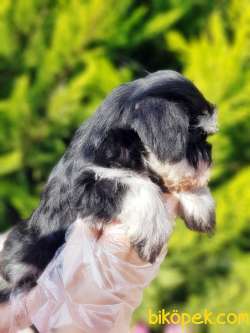 TÜRKİYE DE TEK ÜRETİCİSİNDEN  MİNYATÜR SCHNAUZER YAVRULAR 5