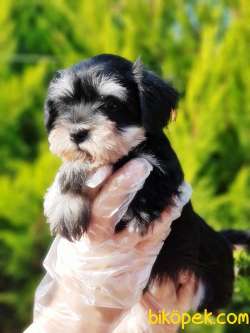 TÜRKİYE DE TEK ÜRETİCİSİNDEN  MİNYATÜR SCHNAUZER YAVRULAR 1