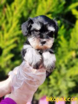 TÜRKİYE DE TEK ÜRETİCİSİNDEN  MİNYATÜR SCHNAUZER YAVRULAR 3