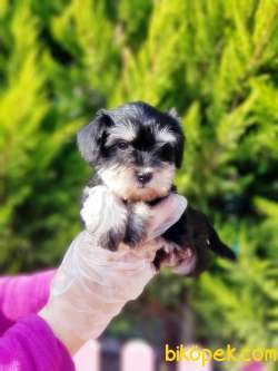 TÜRKİYE DE TEK ÜRETİCİSİNDEN  MİNYATÜR SCHNAUZER YAVRULAR 2