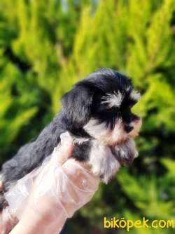 TÜRKİYE DE TEK ÜRETİCİSİNDEN  MİNYATÜR SCHNAUZER YAVRULAR 4