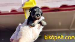 TÜRKİYE DE TEK ÜRETİCİSİNDEN  MİNYATÜR SCHNAUZER YAVRULAR 3