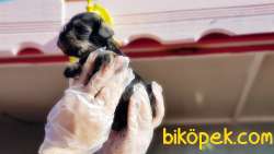 TÜRKİYE DE TEK ÜRETİCİSİNDEN  MİNYATÜR SCHNAUZER YAVRULAR 4