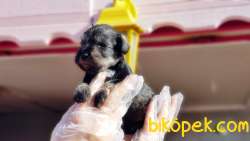 TÜRKİYE DE TEK ÜRETİCİSİNDEN  MİNYATÜR SCHNAUZER YAVRULAR 1