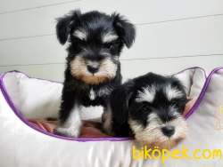 TÜRKİYE DE TEK ÜRETİCİSİNDEN  MİNYATÜR SCHNAUZER YAVRULAR 2