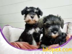 TÜRKİYE DE TEK ÜRETİCİSİNDEN  MİNYATÜR SCHNAUZER YAVRULAR 4