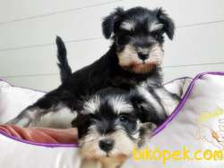 TÜRKİYE DE TEK ÜRETİCİSİNDEN  MİNYATÜR SCHNAUZER YAVRULAR 1