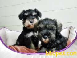 TÜRKİYE DE TEK ÜRETİCİSİNDEN  MİNYATÜR SCHNAUZER YAVRULAR 5