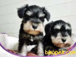 TÜRKİYE DE TEK ÜRETİCİSİNDEN  MİNYATÜR SCHNAUZER YAVRULAR 3