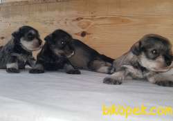 TÜRKİYE DE TEK ÜRETİCİSİNDEN  MİNYATÜR SCHNAUZER YAVRULAR 2