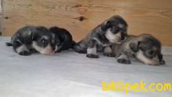 TÜRKİYE DE TEK ÜRETİCİSİNDEN  MİNYATÜR SCHNAUZER YAVRULAR 1