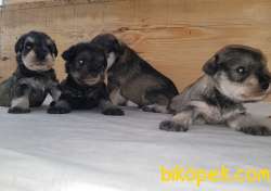 TÜRKİYE DE TEK ÜRETİCİSİNDEN  MİNYATÜR SCHNAUZER YAVRULAR 3