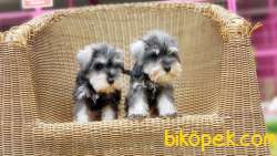 TÜRKİYE DE TEK ÜRETİCİSİNDEN  MİNYATÜR SCHNAUZER YAVRULAR 1