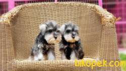 TÜRKİYE DE TEK ÜRETİCİSİNDEN  MİNYATÜR SCHNAUZER YAVRULAR 3