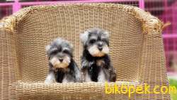 TÜRKİYE DE TEK ÜRETİCİSİNDEN  MİNYATÜR SCHNAUZER YAVRULAR 2