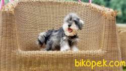 TÜRKİYE DE TEK ÜRETİCİSİNDEN  MİNYATÜR SCHNAUZER YAVRULAR 5