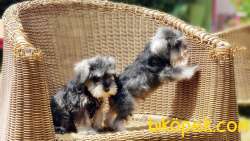 TÜRKİYE DE TEK ÜRETİCİSİNDEN  MİNYATÜR SCHNAUZER YAVRULAR 4