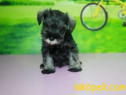 TÜRKİYE DE TEK ÜRETİCİSİNDEN  MİNYATÜR SCHNAUZER YAVRULAR