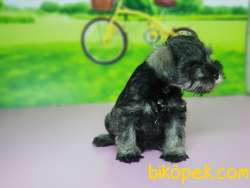 TÜRKİYE DE TEK ÜRETİCİSİNDEN  MİNYATÜR SCHNAUZER YAVRULAR 4