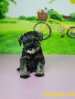 TÜRKİYE DE TEK ÜRETİCİSİNDEN  MİNYATÜR SCHNAUZER YAVRULAR 3