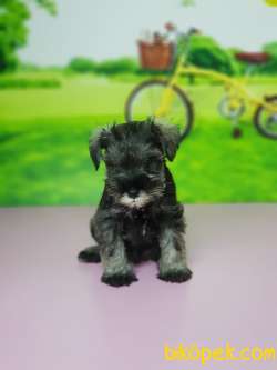 TÜRKİYE DE TEK ÜRETİCİSİNDEN  MİNYATÜR SCHNAUZER YAVRULAR 2