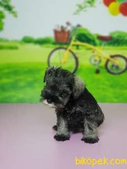 TÜRKİYE DE TEK ÜRETİCİSİNDEN  MİNYATÜR SCHNAUZER YAVRULAR 5
