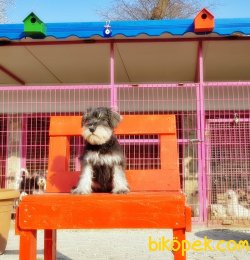 TÜRKİYE DE TEK YASAL ÜRETİCİDEN MİNYATÜR SCHNAUZER 5