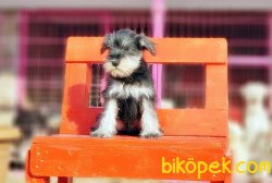 TÜRKİYE DE TEK YASAL ÜRETİCİDEN MİNYATÜR SCHNAUZER 2