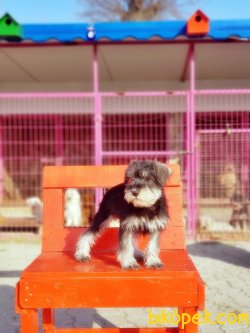 TÜRKİYE DE TEK YASAL ÜRETİCİDEN MİNYATÜR SCHNAUZER 1